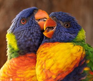 Closeup of two colorful birds.