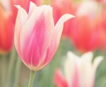 A beautiful tulip