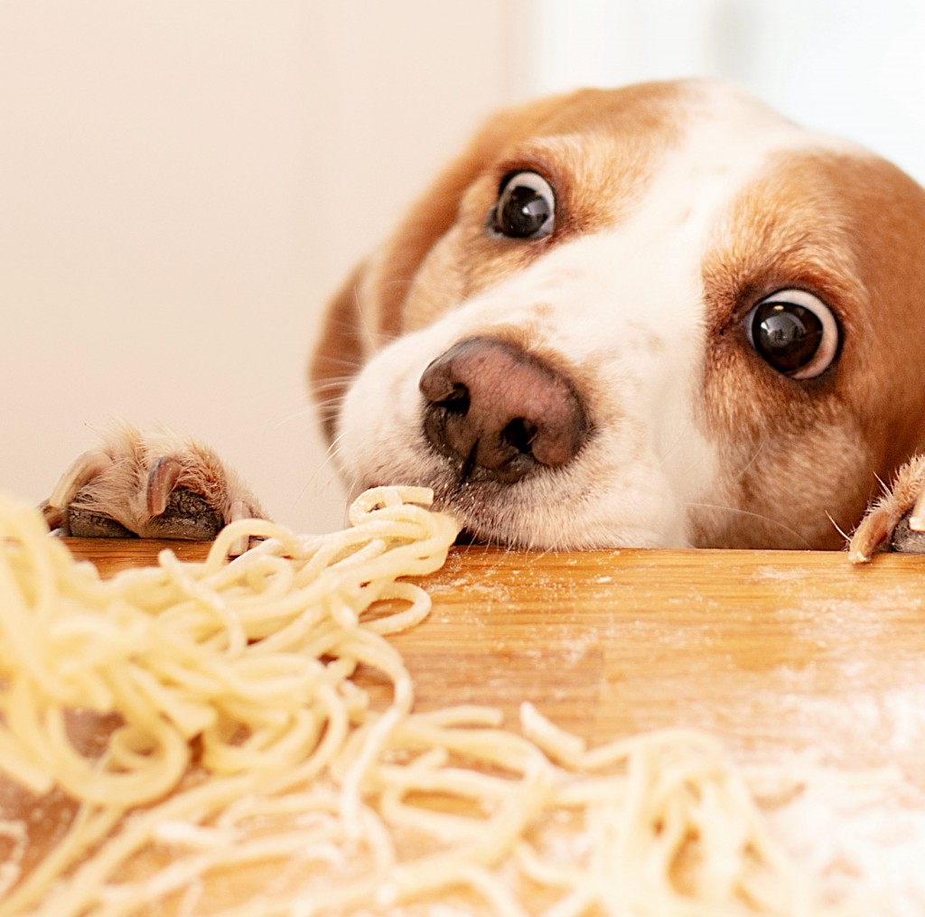 Cute beagle eating pasta.